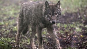 Farkasok terrorizálják a hollandokat – sokan Brüsszelt okolják