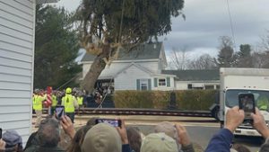 Ez a fenyő lesz idén a világ leghíresebb karácsonyfája