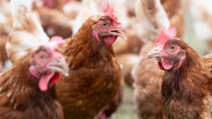 Lépett a Nébih, indul a mészárlás Komárom-Esztergom vármegyében