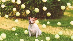 Évente 400 millió készül belőle, és hamarosan az otthonunkat is ellephetik