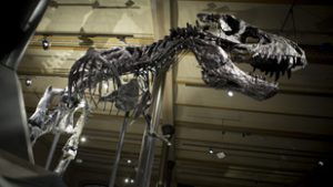 Az ürülék és hányás lehet a dinoszauruszok egyik titkának kulcsa