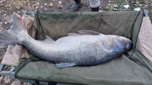 Kapitális, hálószaggató busa került horogra Cegléden