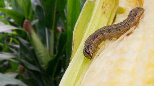 Új kártevőre hívta fel a figyelmet a Nemzeti Agrárgazdasági Kamara