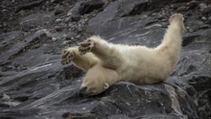 Három éven belül elolvadhat a jég az Északi-sarkon