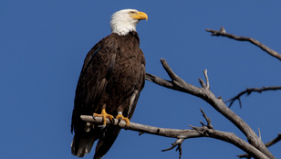 Csaknem 250 év után nyíivánították védett állatnak Amerika szimbólumát