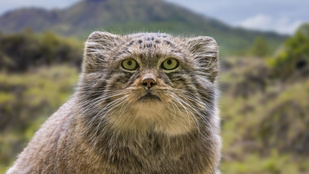 A világ legkisebb macskakövületét találták meg Kínában