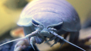 Óriási „Darth Vader” bogarat fedeztek fel