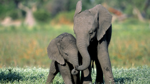 Bíróságra ment öt elefánt, hogy a szabadon bocsátásukat kérjék