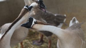 Járványügyi nyomozás indult madárinfluenza miatt, két vármegyében is felütötte fejét a kór