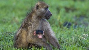 A páviánok öntudatlanul is boldog életet élnek