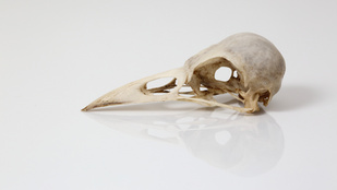 Megtalálták a Föld első szárnyasait