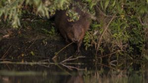 Addig tartott az engedélyeztetés, míg az emberek helyett a hódok fejeztek be egy több száz milliós projektet