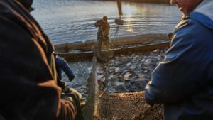 Kiemelt támogatáshoz jutnak a halgazdaságok