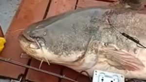 Világrekord-esélyes harcsát fogtak ki a Dunából