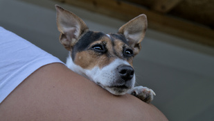 Így növelhetik a kisállatok a depressziónkat