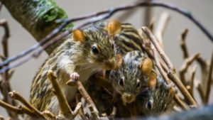 Az etológusok új felfedezése az egérelsősegély