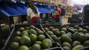 Az avokádó halálosabb, mint a drog, a termesztése legalábbis életveszélyes