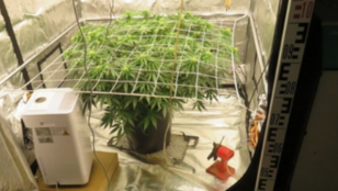 Alvásproblémáit akarta kannabisszal megoldani, eljárást indított ellene a rendőrség