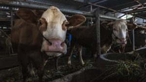 Módosított a Nébih a száj- és körömfájás elleni intézkedéseken