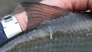 Rákélősködő támadja a dunai halakat