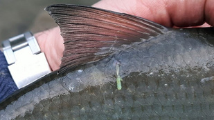 Rákélősködő támadja a dunai halakat