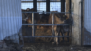 Tovább terjed a ragadós száj- és körömfájás, már a határnál lehet