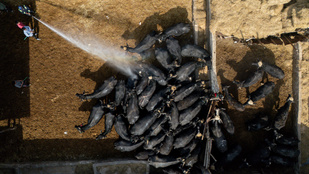 Beindult a konteó-gyártás, Brüsszelhez kötik, hogy Magyarországon és Szlovákiában terjed a száj- és körömfájás