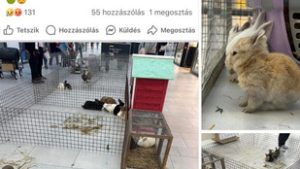 Felháborodtak a kommentelők, a padlóra helyezve lehetett simogatni a nyulakat egy budai plázában