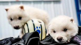 Több mint tízezer év után „feltámasztották” az óriásfarkast