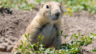 Indul az Országos Ürgelajstrom, most is lehet jelentkezni ürgeszámlálónak