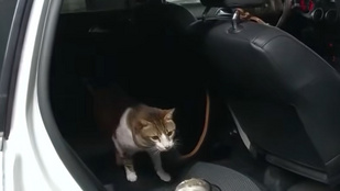 Macskamentés miatt kellet betörni egy budapesti plázában parkoló autó ablakát