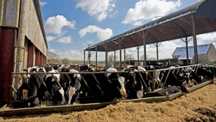 Két településen is befejeződött a ragadós száj- és körömfájással fertőzött állományok leölése