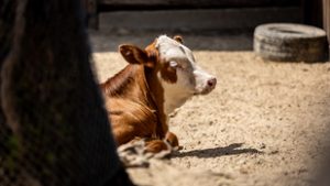 Már a szomszédban van az újabb vírus, a kéknyelv-betegség