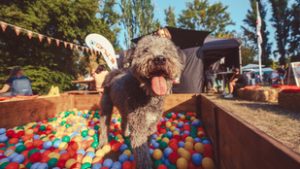 Programdömpinggel készül a DOGZ fesztivál
