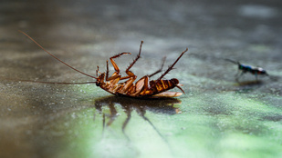 Eljutottunk odáig, hogy már kiborgcsótányokat vetnek be
