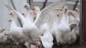 Ismét kimutatták a madárinfluenzát Hajdú-Bihar vármegyében