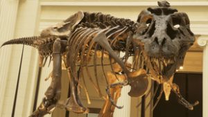 Mégsem aszteroida okozhatta a dinoszauruszok vesztét, új elmélet született a kihalásukról