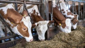 Vége a kötelező állat-leöléseknek, átírták a kéknyelv-betegség elleni védekezés szabályait