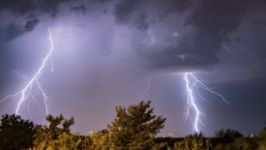 A fák több mint felét már kiírtottuk a Földön