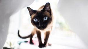 Így lehet milliókat kaszálni macskás videókkal