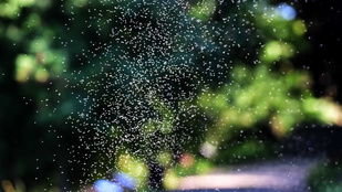 Ellepték Siófokot az árvaszúnyogok, a polgármester szerint elszabadultak az indulatok