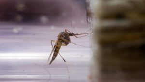 Eddig soha nem látott mértékben terjednek a szúnyogok által terjesztett betegségek