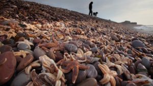 Hosszú évek után megoldódott a rejtélyes tengeri ökológiai válság