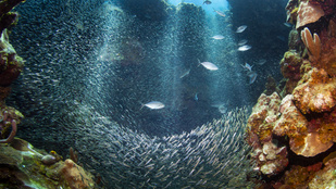 Komplett, többsávos autópálya húzódik a tengerek mélyén