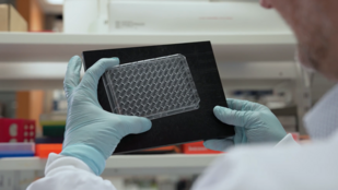 Laboratóriumban nevelnek apró szíveket