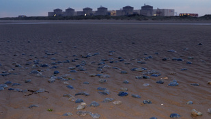 Újraindult a medúzák miatt leálló francia atomerőmű egyik reaktora