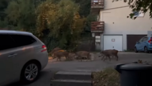 Vaddisznócsoport vonulását filmezték le a Városmajorban