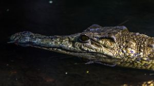 Szerettei szeme láttára történt megrázó tragédia a négygyermekes apával