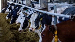 Németországban sikeresen teszteltek egy száj-és körömfájás elleni mRNS-vakcinát