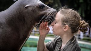 Soha nem állunk a fóka és a víz közé!